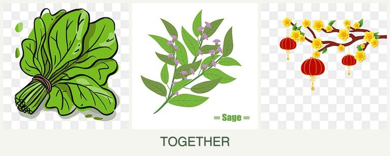 Can you plant spinach, sage and apricots together?