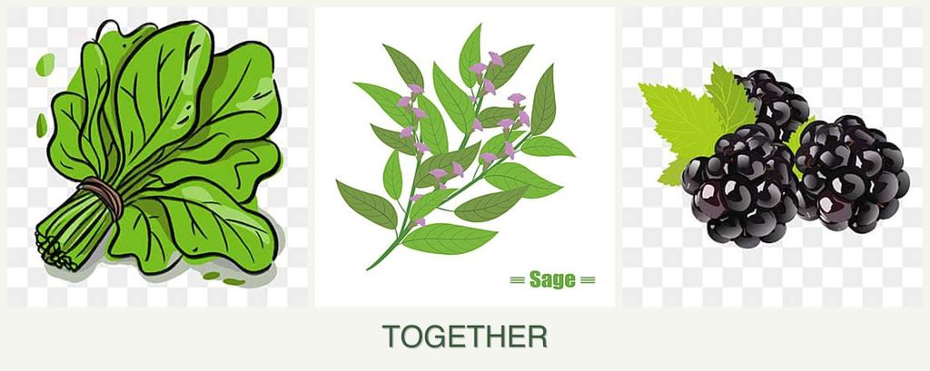 Can you plant spinach, sage and blackberries together?