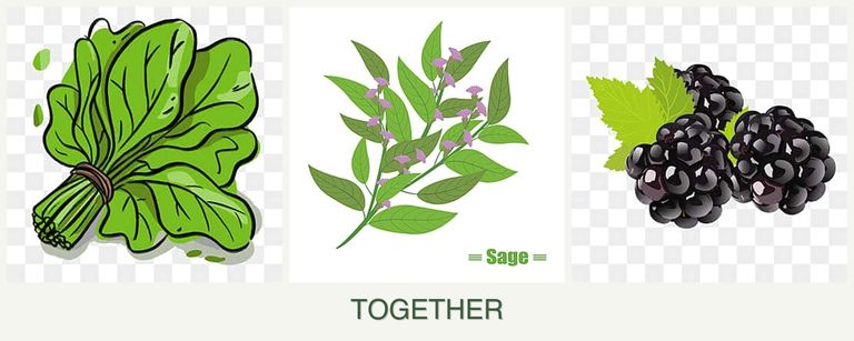 Can you plant spinach, sage and blackberries together?