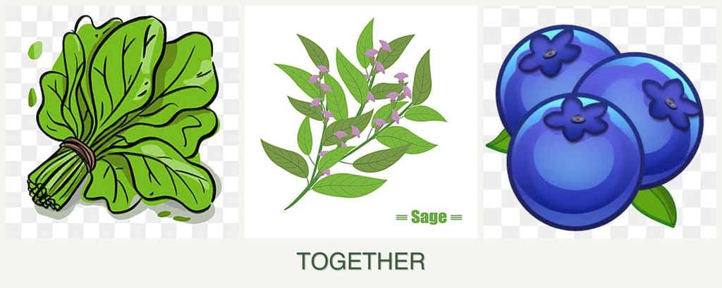 Can you plant spinach, sage and blueberries together?