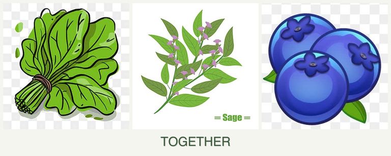 Can you plant spinach, sage and blueberries together?