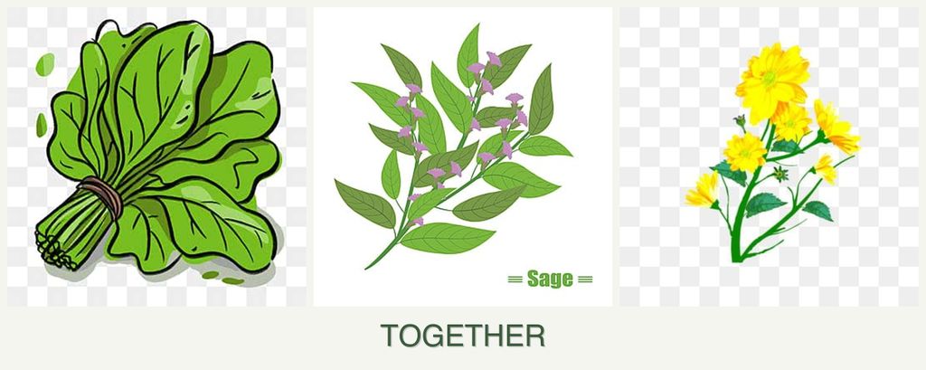 Can you plant spinach, sage and calendula together?
