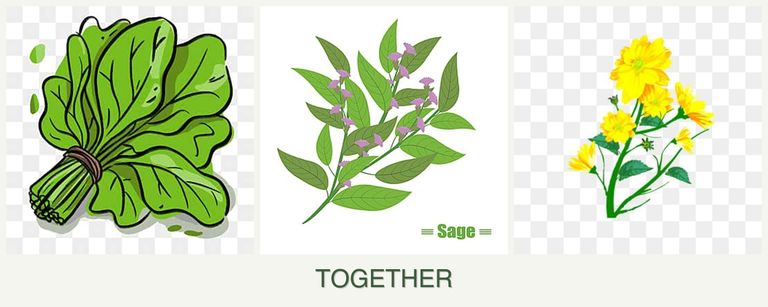 Can you plant spinach, sage and calendula together?