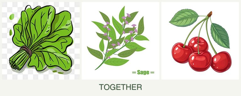 Can you plant spinach, sage and cherries together?