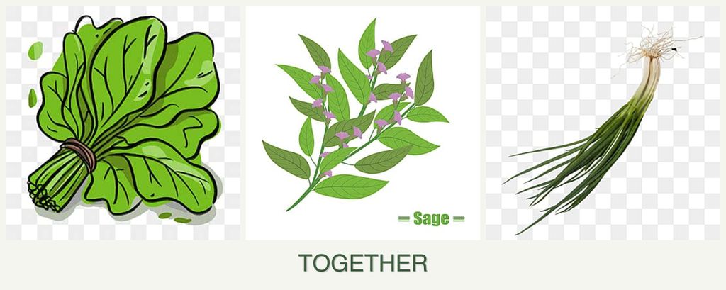 Can you plant spinach, sage and chives together?