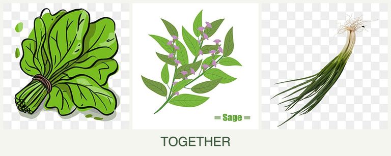 Can you plant spinach, sage and chives together?