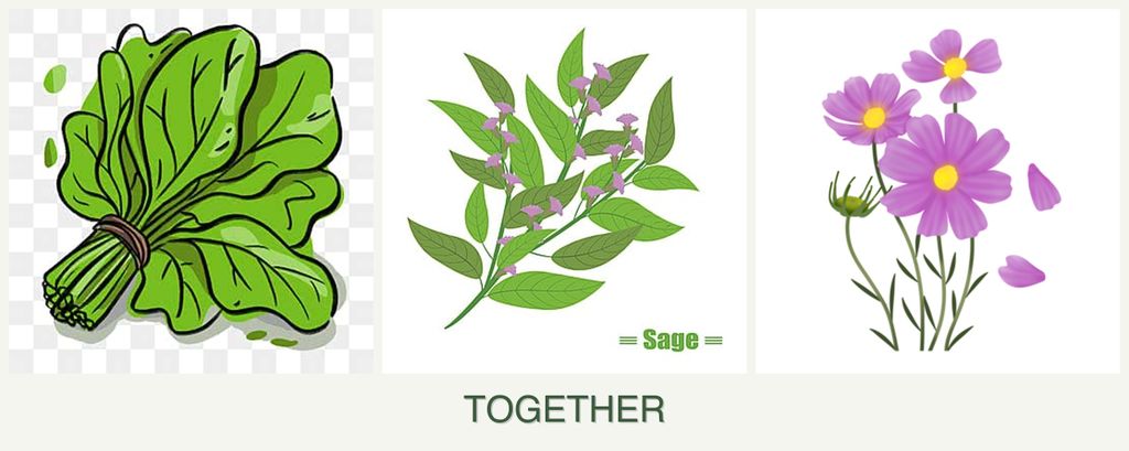 Can you plant spinach, sage and cosmos together?