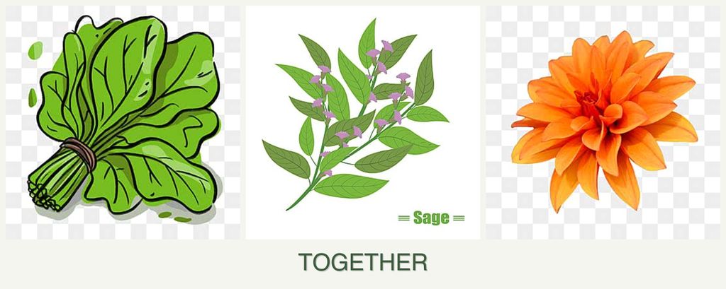 Can you plant spinach, sage and dahlias together?