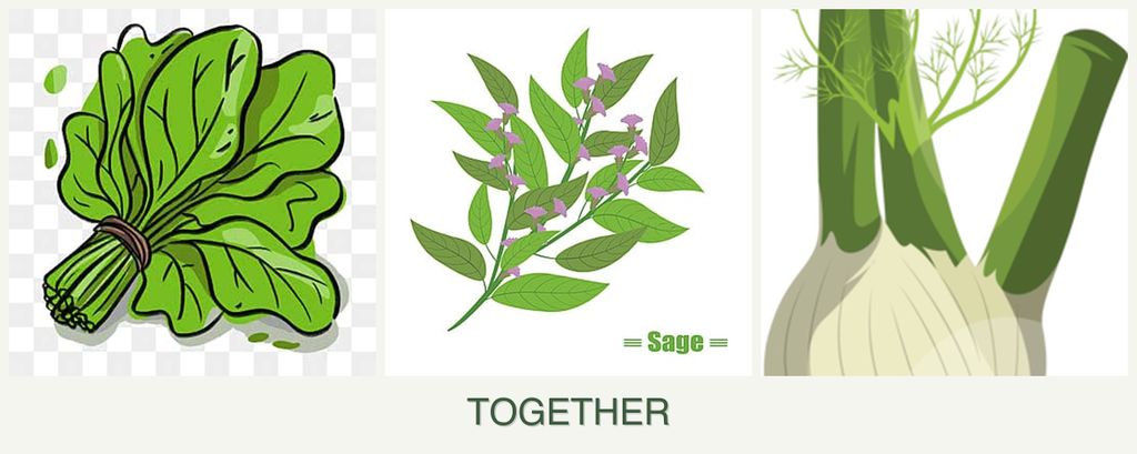 Can you plant spinach, sage and fennel together?