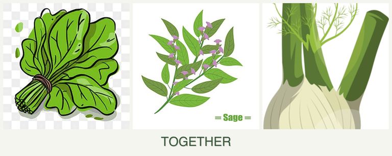Can you plant spinach, sage and fennel together?