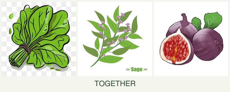 Can you plant spinach, sage and figs together?