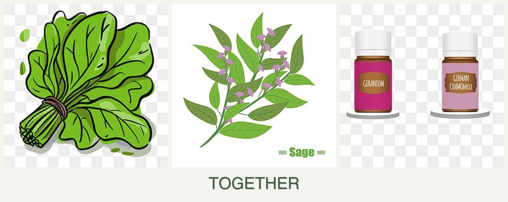 Can you plant spinach, sage and geraniums together?
