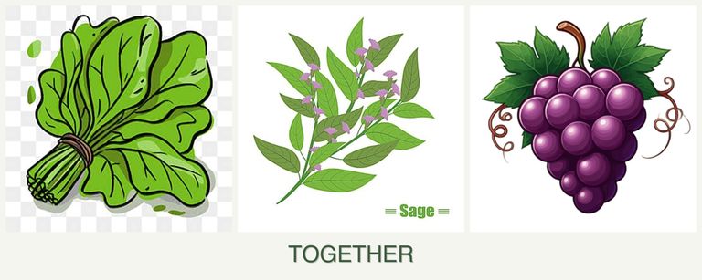 Can you plant spinach, sage and grapes together?