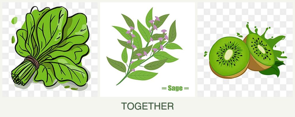 Can you plant spinach, sage and kiwi together?