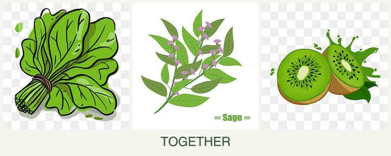 Can you plant spinach, sage and kiwi together?