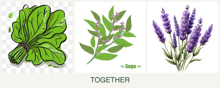 Can you plant spinach, sage and lavender together?