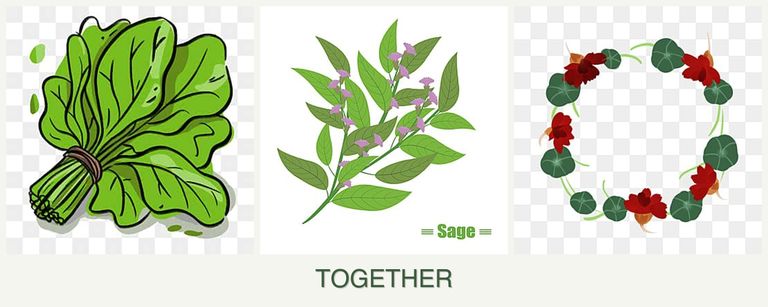 Can you plant spinach, sage and nasturtiums together?