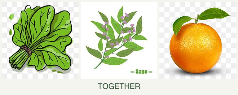 Can you plant spinach, sage and oranges together?