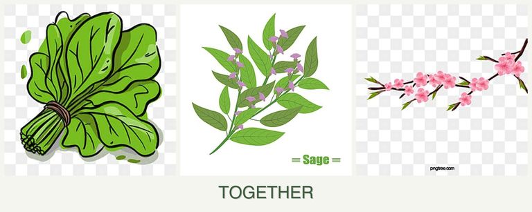 Can you plant spinach, sage and peaches together?