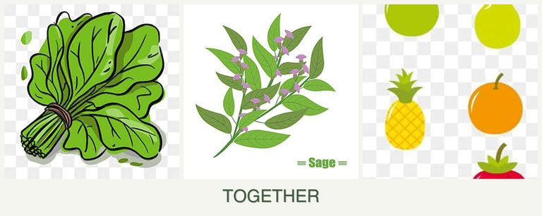 Can you plant spinach, sage and pears together?