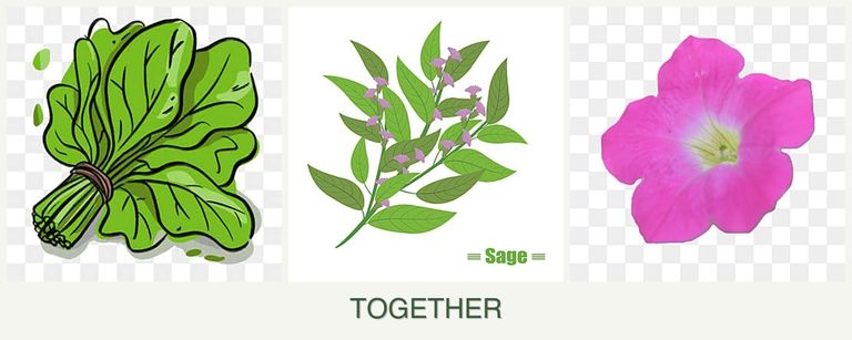 Can you plant spinach, sage and petunias together?