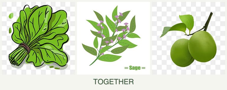 Can you plant spinach, sage and plums together?