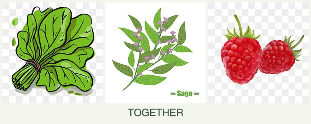 Can you plant spinach, sage and raspberries together?