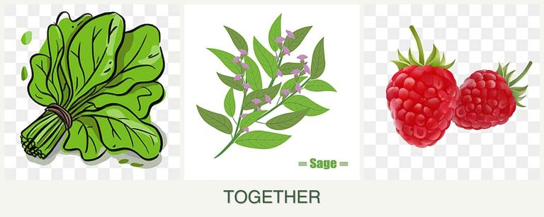 Can you plant spinach, sage and raspberries together?