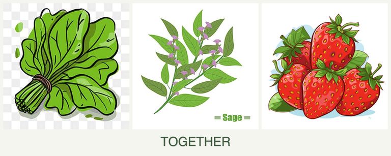 Can you plant spinach, sage and strawberries together?
