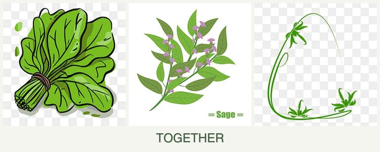 Can you plant spinach, sage and tarragon together?