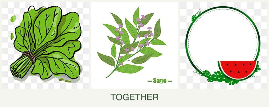 Can you plant spinach, sage and watermelons together?