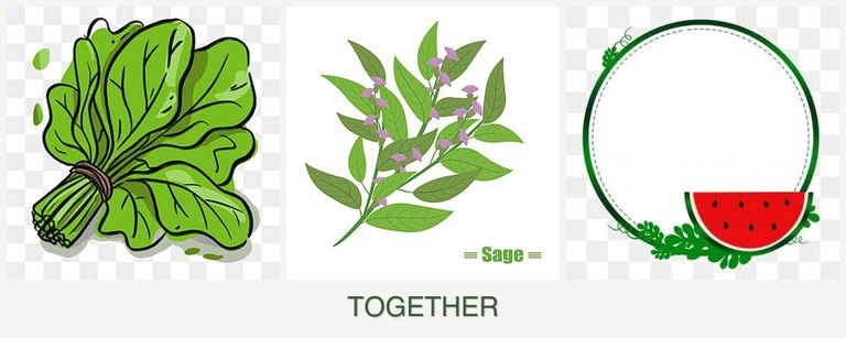 Can you plant spinach, sage and watermelons together?