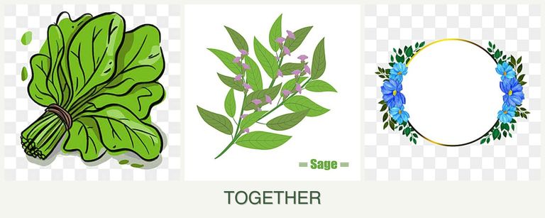 Can you plant spinach, sage and zinnias together?