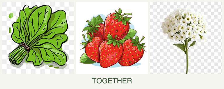 Can you plant spinach, strawberries and alyssum together?