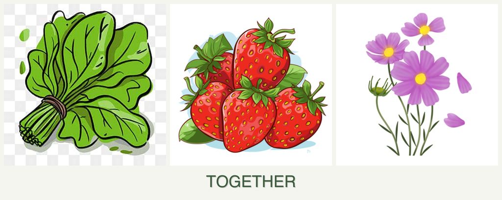 Can you plant spinach, strawberries and cosmos together?