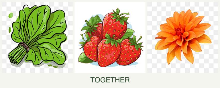 Can you plant spinach, strawberries and dahlias together?