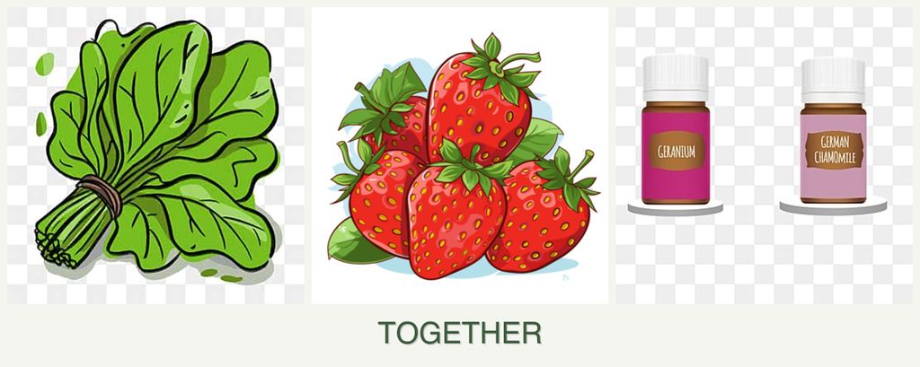 Can you plant spinach, strawberries and geraniums together?