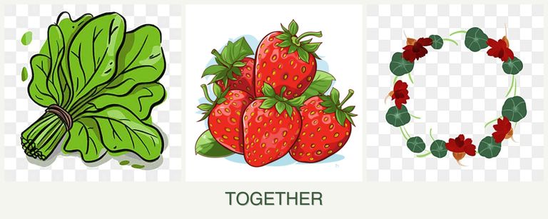 Can you plant spinach, strawberries and nasturtiums together?