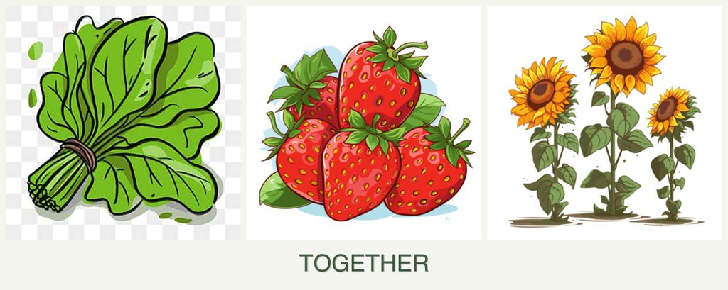 Can you plant spinach, strawberries and sunflowers together?