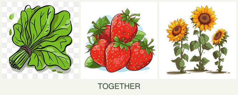 Can you plant spinach, strawberries and sunflowers together?