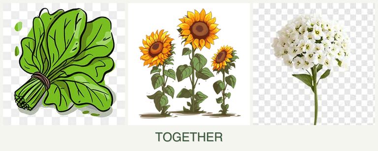 Can you plant spinach, sunflowers and alyssum together?