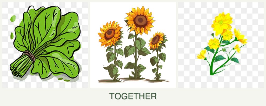 Can you plant spinach, sunflowers and calendula together?