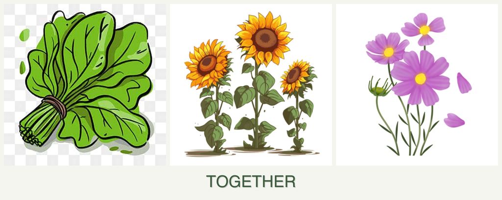 Can you plant spinach, sunflowers and cosmos together?