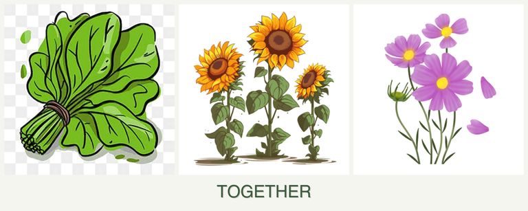 Can you plant spinach, sunflowers and cosmos together?