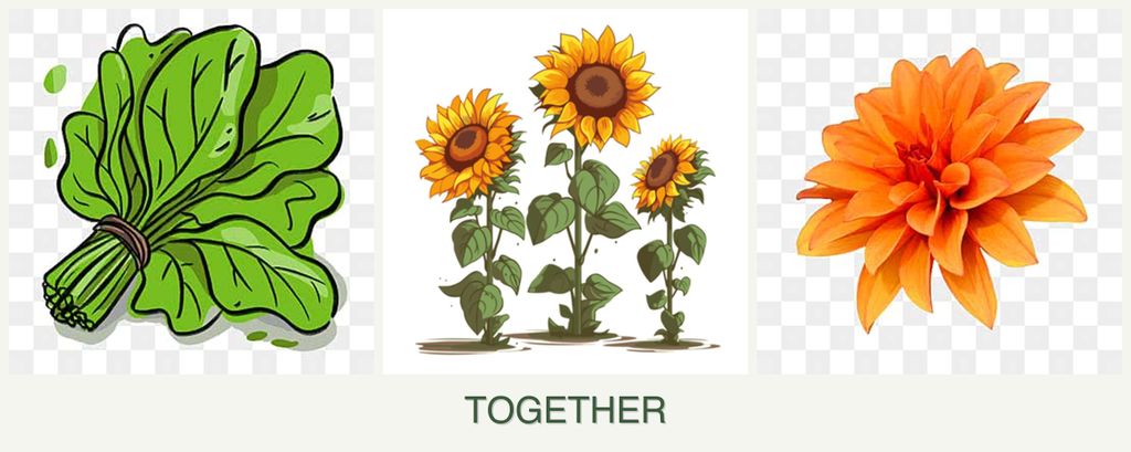 Can you plant spinach, sunflowers and dahlias together?