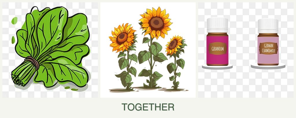 Can you plant spinach, sunflowers and geraniums together?