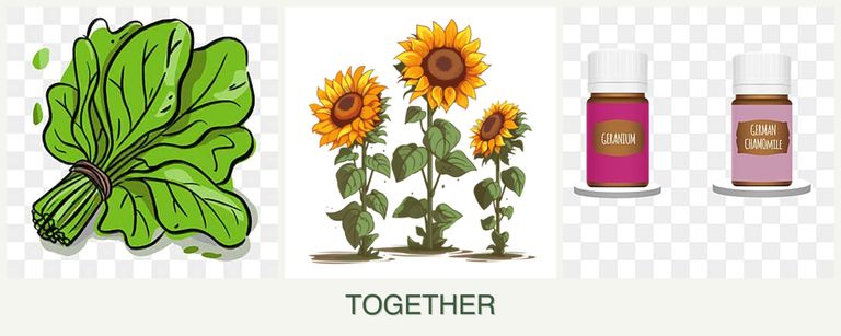 Can you plant spinach, sunflowers and geraniums together?