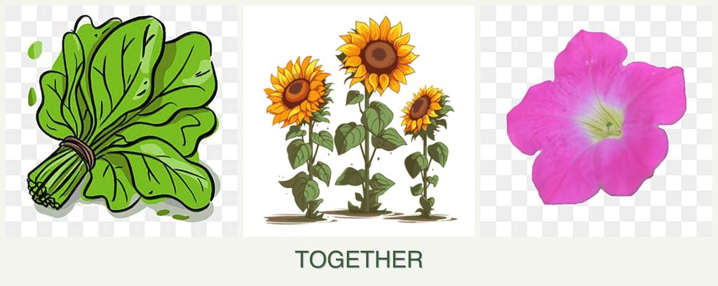 Can you plant spinach, sunflowers and petunias together?