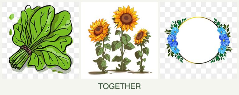 Can you plant spinach, sunflowers and zinnias together?