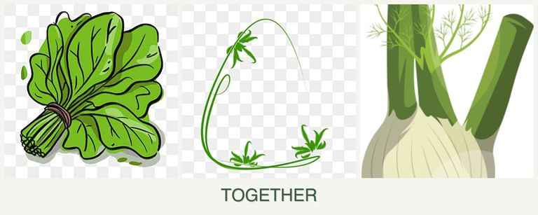 Can you plant spinach, tarragon and fennel together?